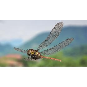 3D Dragonfly Common Darter